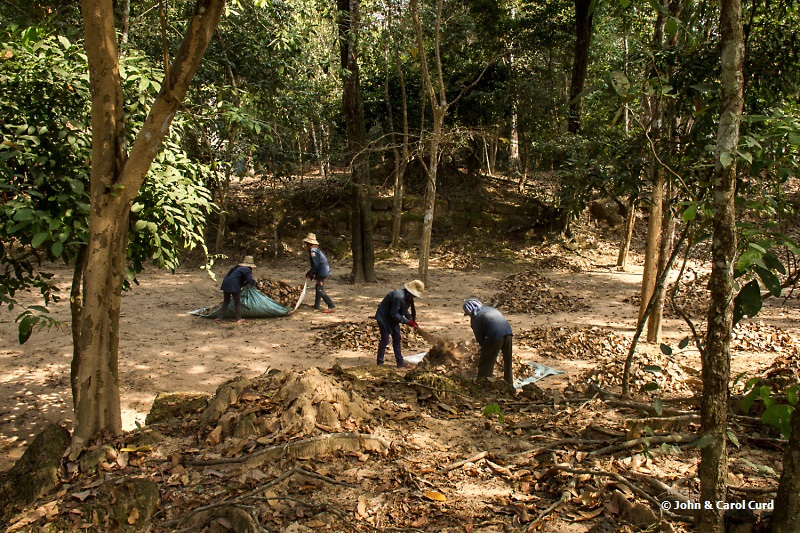 _MG_4480 Leaf clearance.JPG